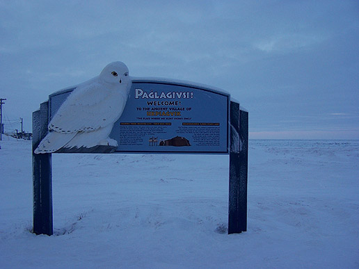 The snowy owl is Barrows special bird, and here is a sign that welcomes people to Barrow and has an image of a snowy owl on it