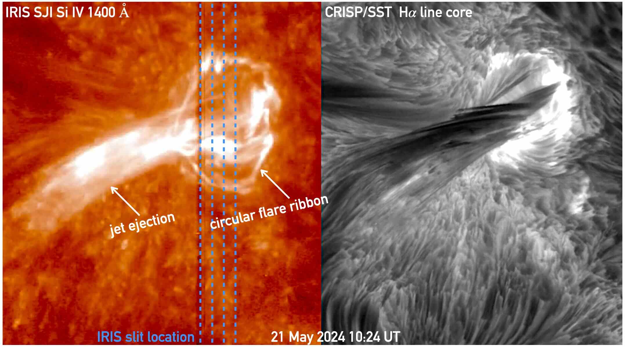 In May 2024, we conducted a coordinated observational campaign using NASA's space-based satellite, the Interface Region Imaging Spectrograph (IRIS), alongside ground-based data from the Swedish 1-meter Solar Telescope (SST). During this campaign, we observed a circular solar flare ribbon accompanied by a collimated ejection resembling a solar jet. IRIS provided spectral data of the upper chromosphere and transition region by scanning across multiple slit positions, which were ideally aligned at the flare base for this event. By combining observations from both space- and ground-based instruments, we are able to investigate solar eruptions across different layers of the solar atmosphere. 